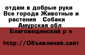 отдам в добрые руки - Все города Животные и растения » Собаки   . Амурская обл.,Благовещенский р-н